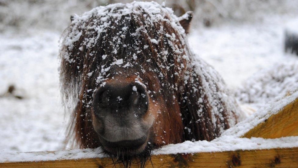 Monty the pony in the snow in Kesh, County Fermanagh