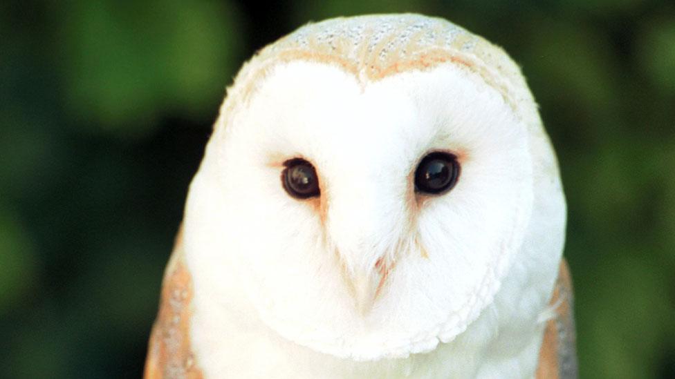 Barn owl