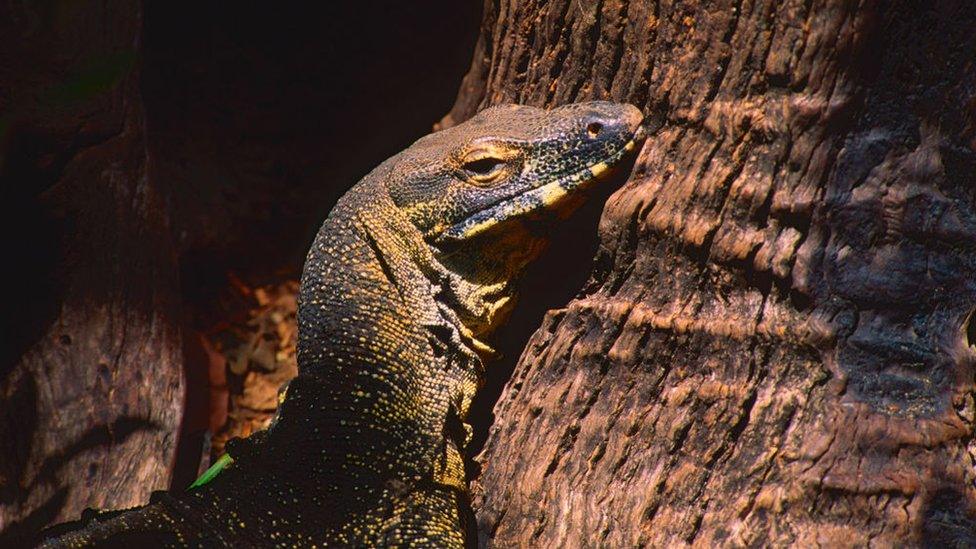 A tree goanna