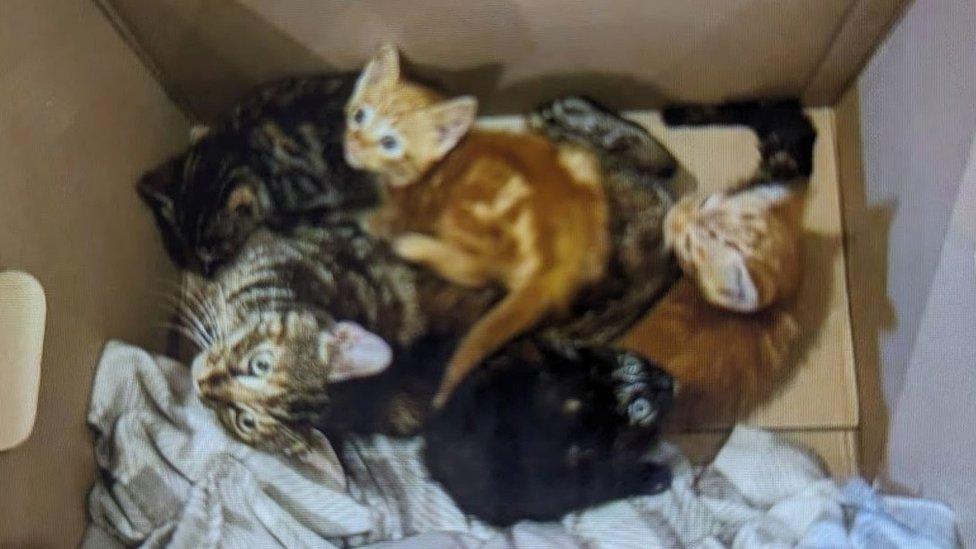 A box containing a cat and four kittens