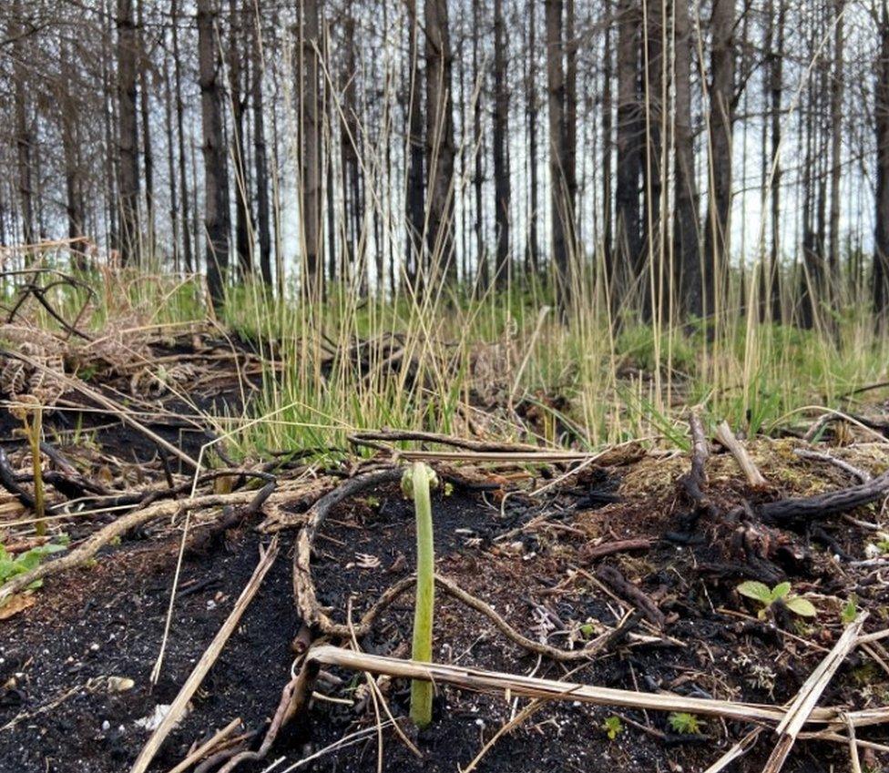 Wareham Forest new growth