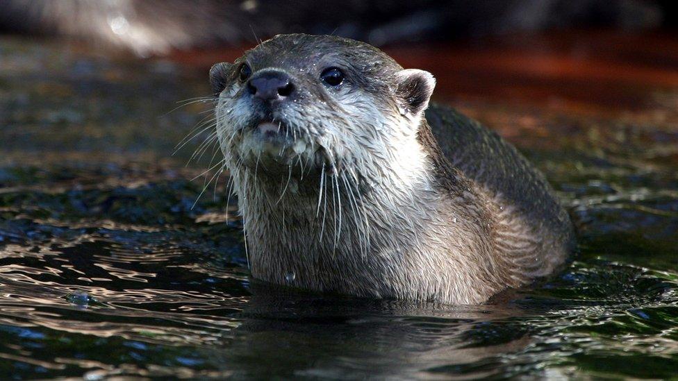 An otter in the water