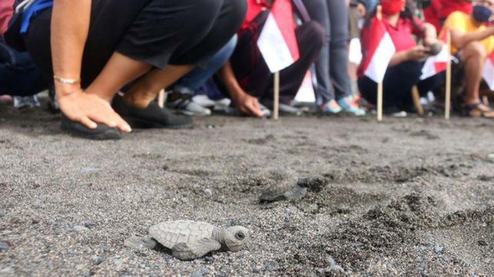 Baby sea turtles