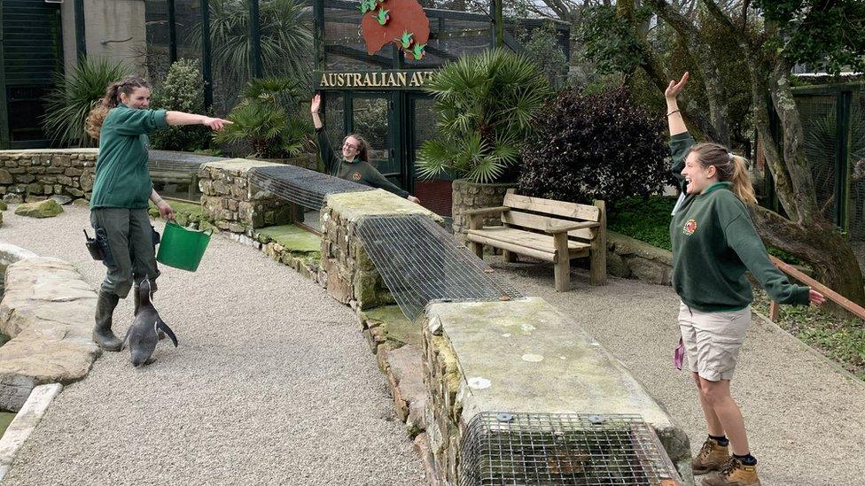 Keepers enacting penguin feeding time