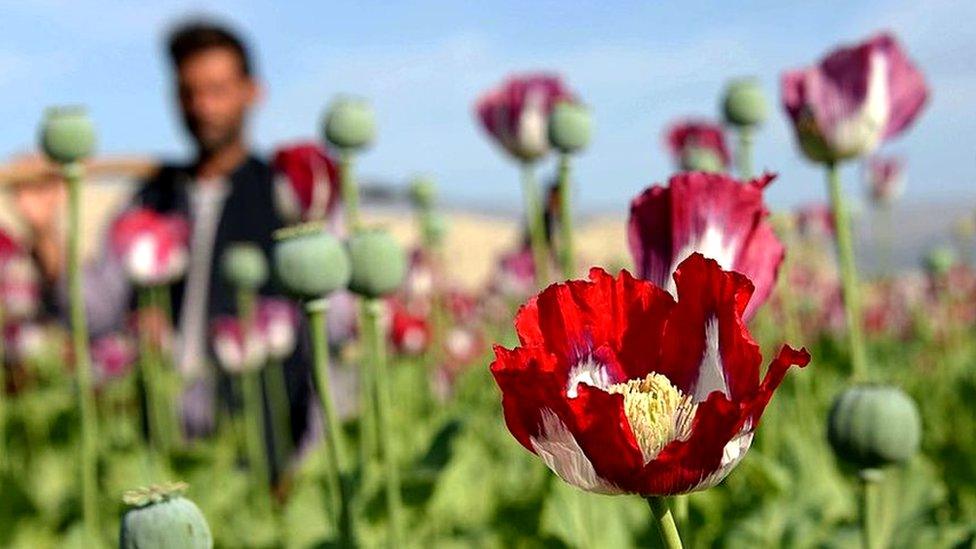 Poppy cultivation