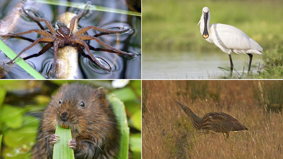 Fen raft spider, spoonbill, water vole, bittern