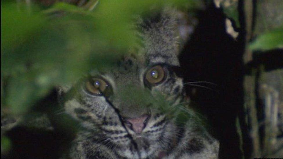 Clouded leopard