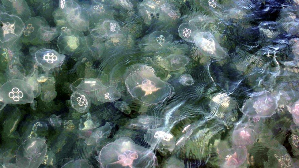 moon jellyfish