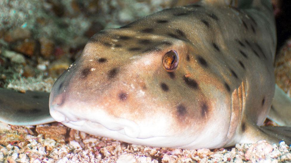 Horn shark (file image)