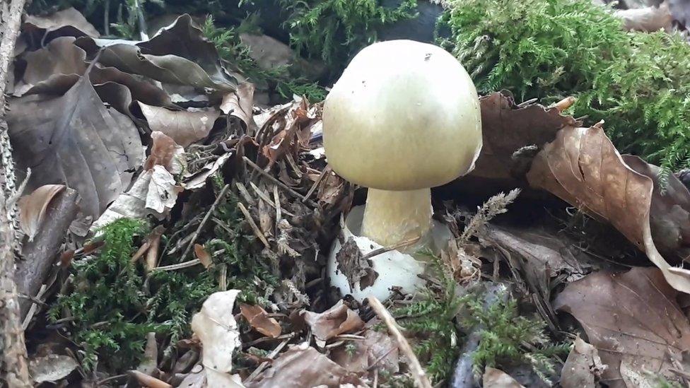 Death cap mushroom growing in south Wales wood