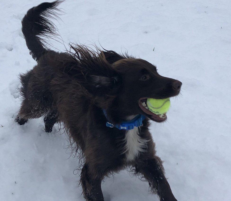 dog in the snow in Sale