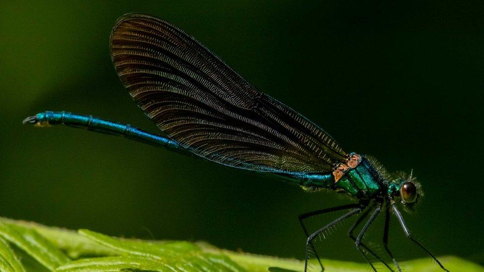 Demoiselle damselfly