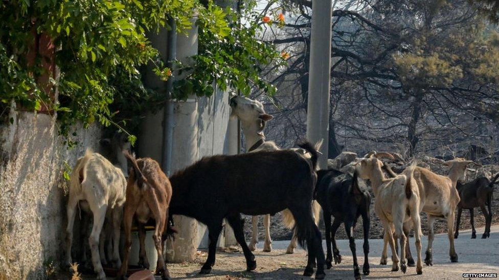 A photo of a group of goats