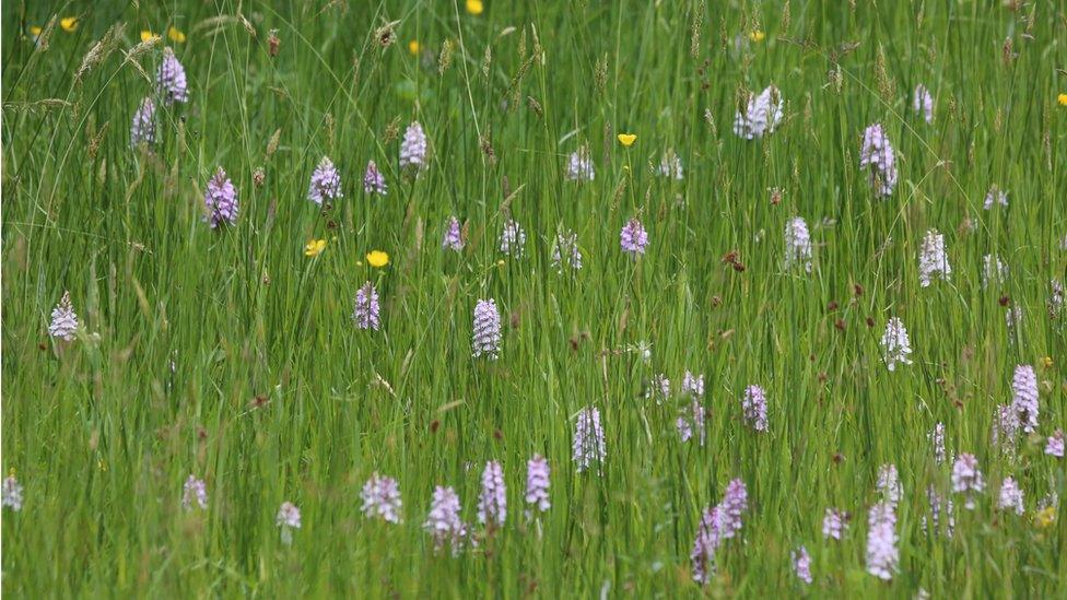 Orchids at Close Sartfield