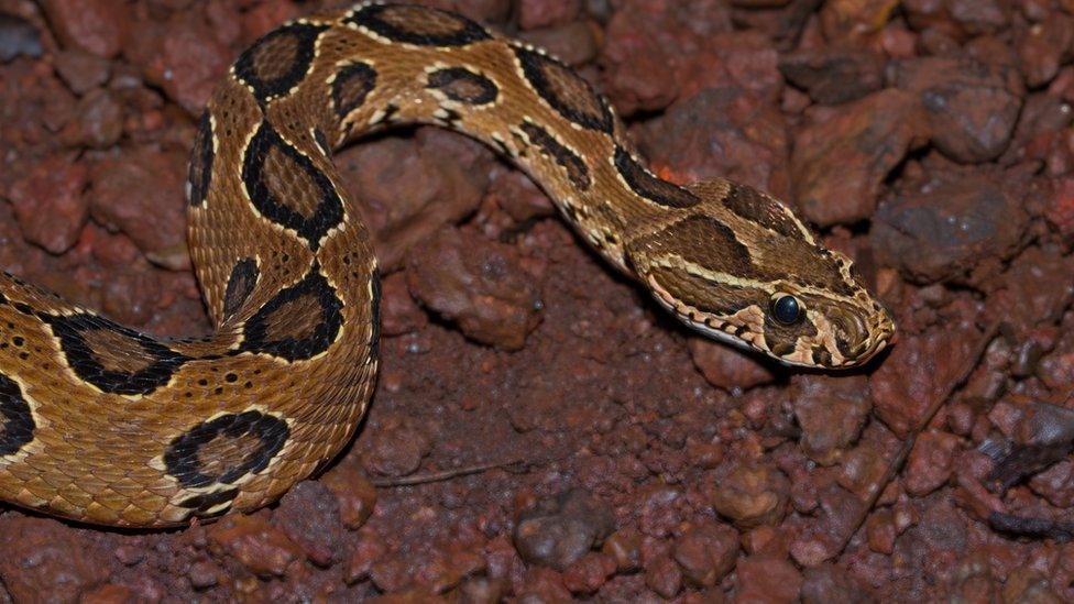Russells viper