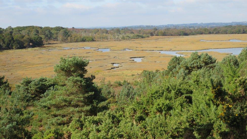 Boggy heath at Arne