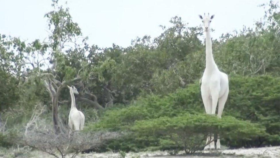 Two white giraffes