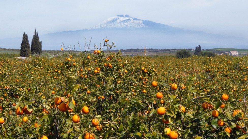 Oranges growing with Mount Etna in the background