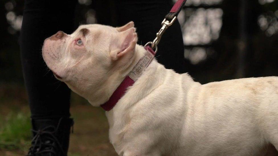 An American bully dog