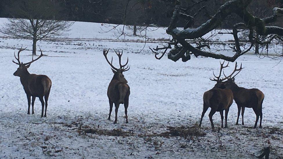 Snowy scene