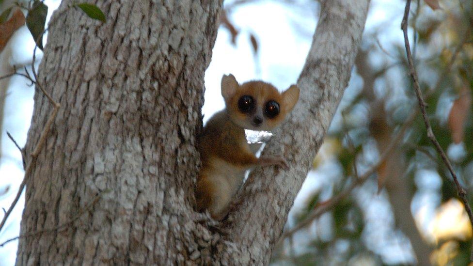 Madame Berthe's Mouse Lemur (Microcebus berthae) (c) Russell A. Mittermeier