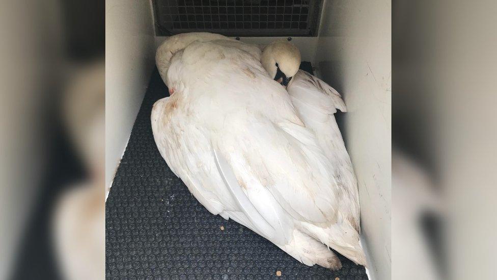 Injured swan