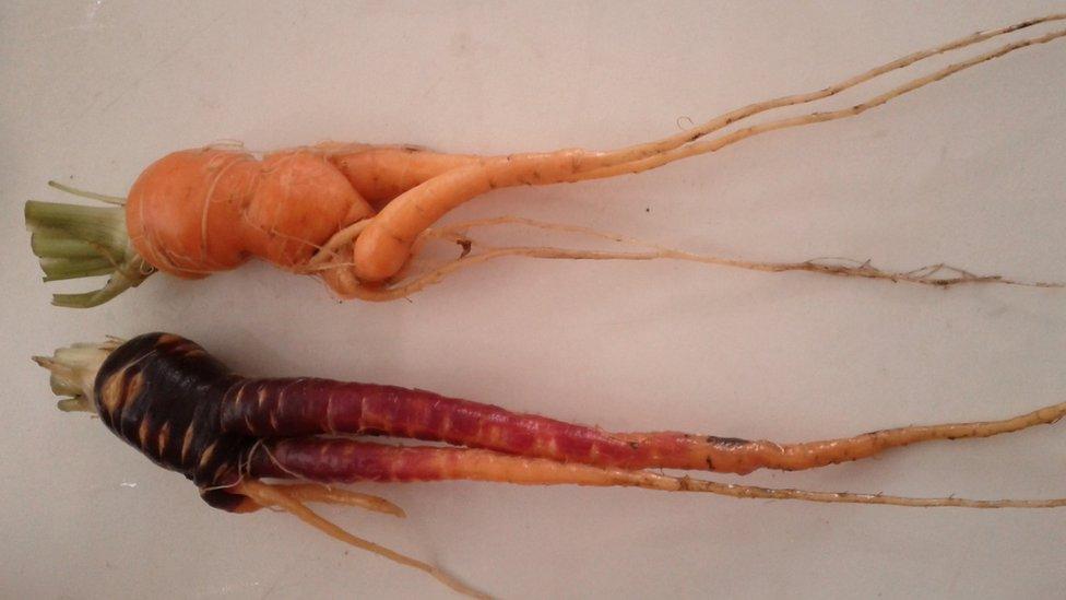 Wonky carrots grown in an allotment.