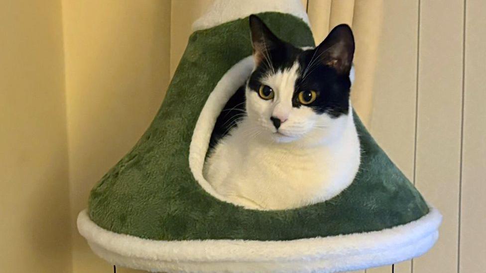 A black and white cat sat in a tree-shaped bed. 