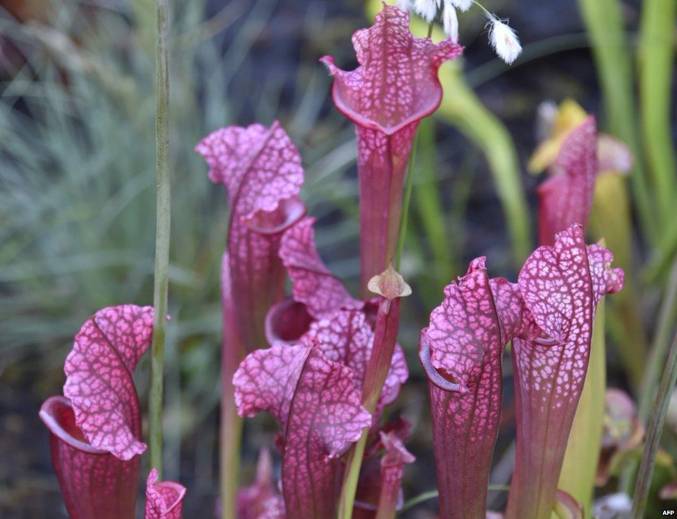 Sarracenia - file pic