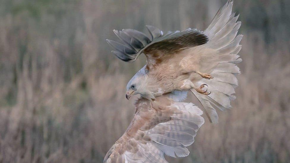 Red Kite flying