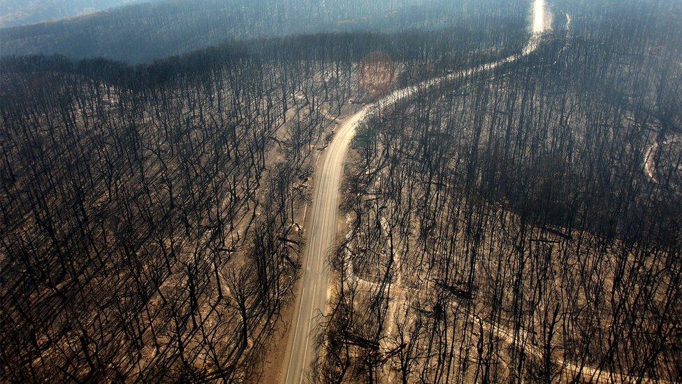 An aerial view of a road passing through a forest of burnt-out trees near Kinglake in Victoria, Australia