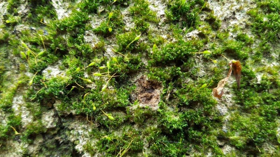 Knothole yoke-moss (Zygodon forsteri)