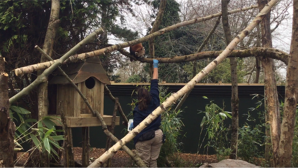 Red Panda Nilo is fed in his new habitat