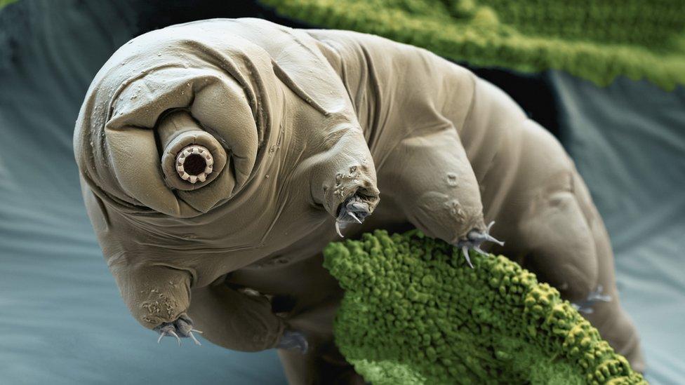 A microscopic image of a Tardigrade in moss