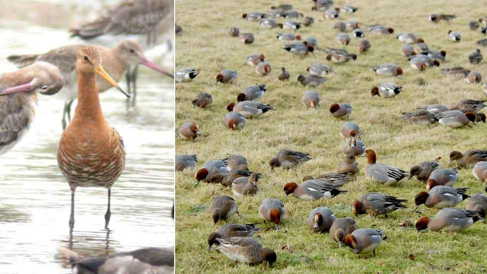 Black tailed godwit and wigeon at Welney Washes