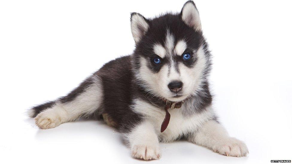 Husky puppy