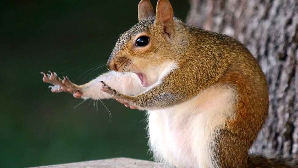 A squirrel extends its hands with its mouth wide open