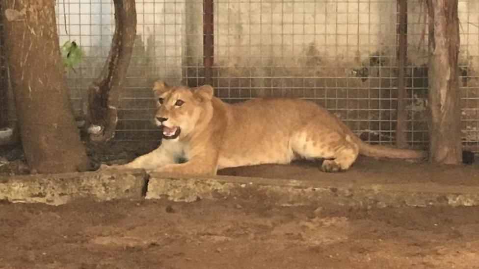 The Lion pictured in front of a building