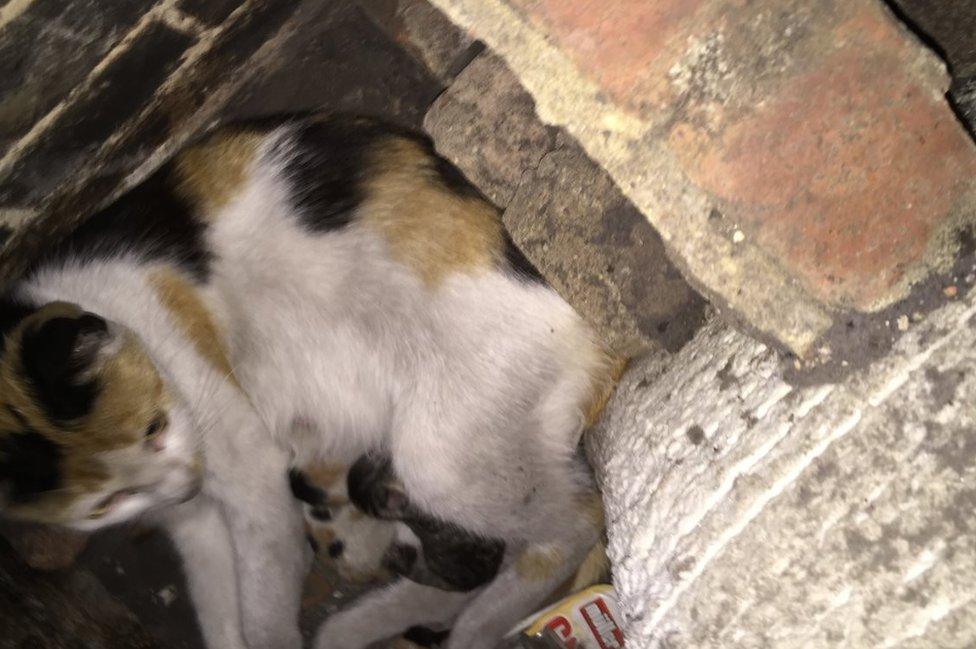 Binky the cat stuck in a fireplace