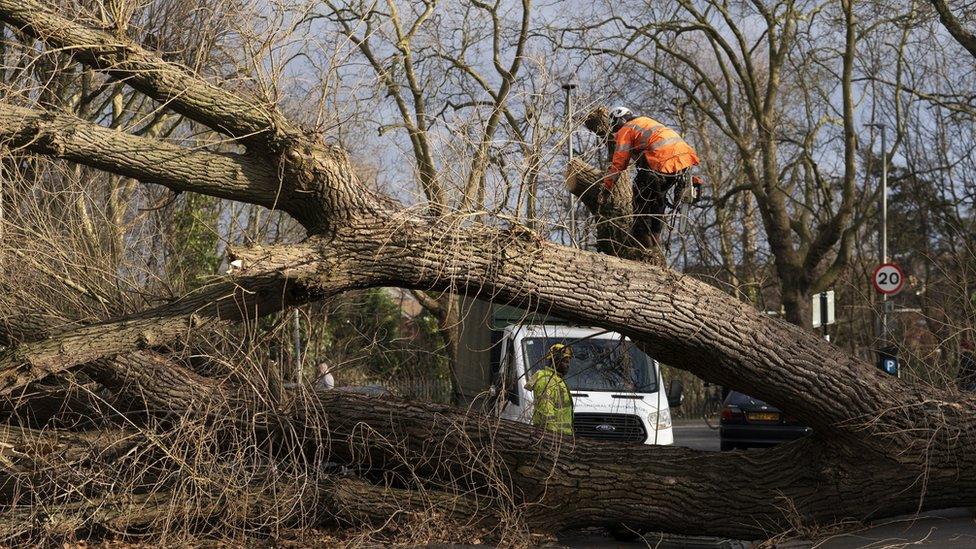 Tree surgeons work to clear a fallen tree in Spencer Park, Battersea