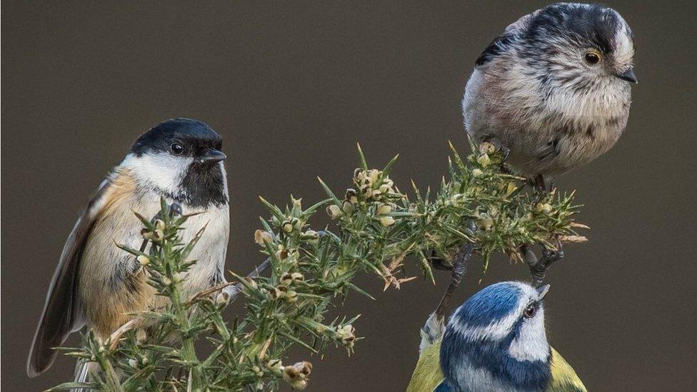 Three birds on a branch