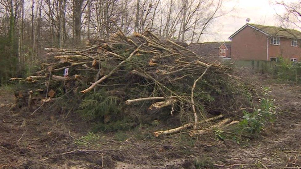 Piles of wood from felled trees at Burleys Wood, Pound Hill, Crawley, West Sussex