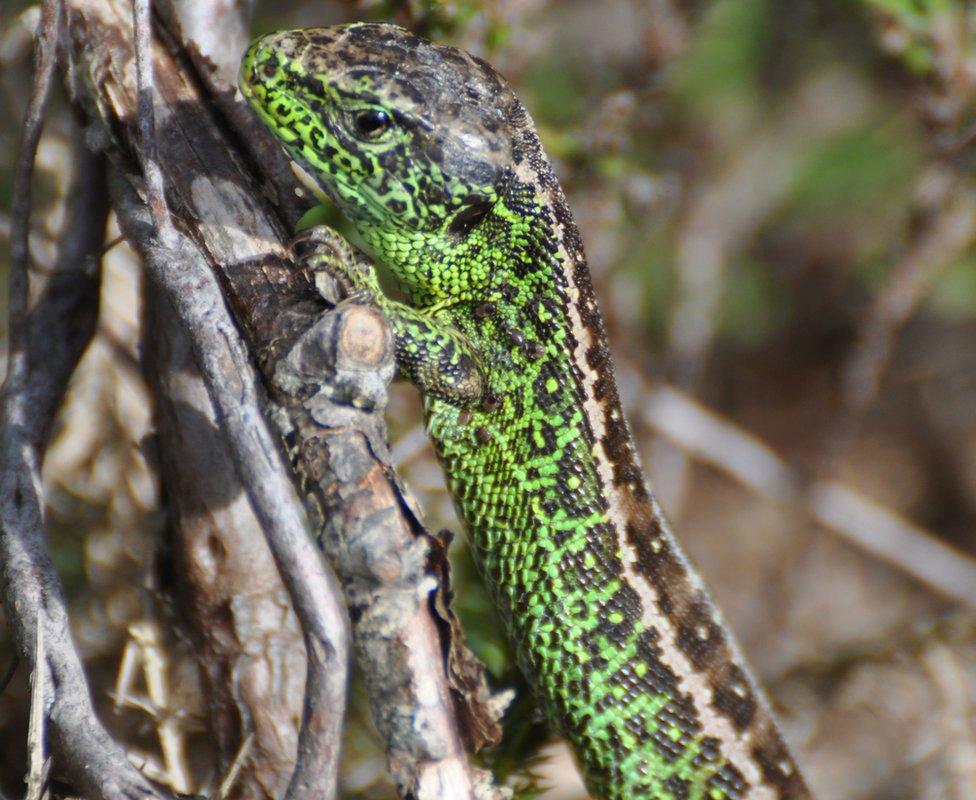 Sand lizard