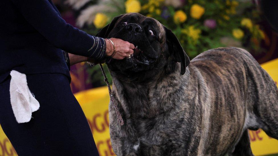 Mastiff being fed a treat.