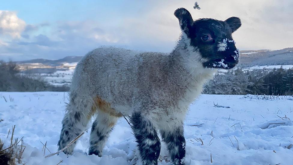 Lamb in Ampleforth