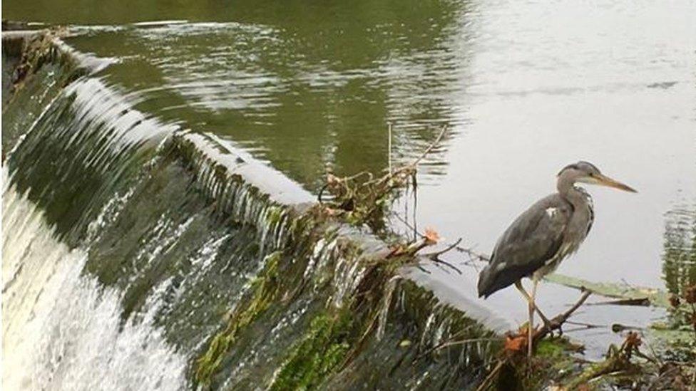 Grey Heron