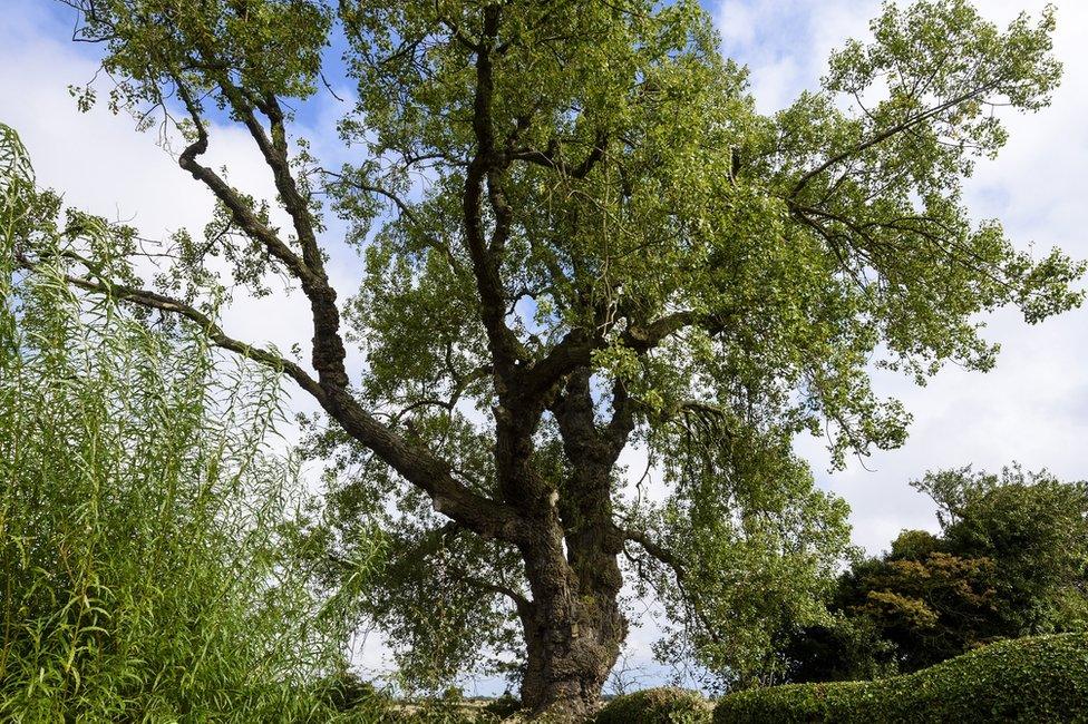 A black poplar in Acklington, Northumberland