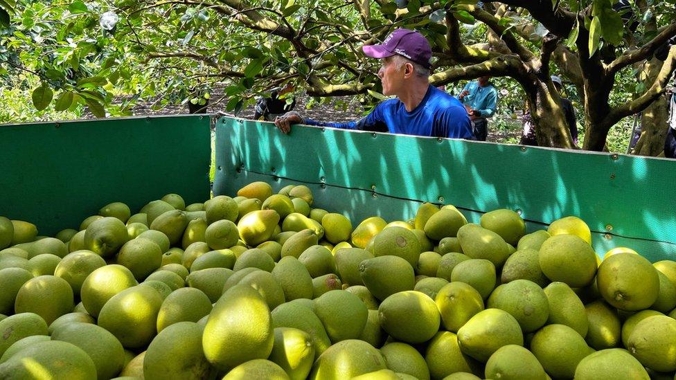 A worker with a trailer full of pomelos