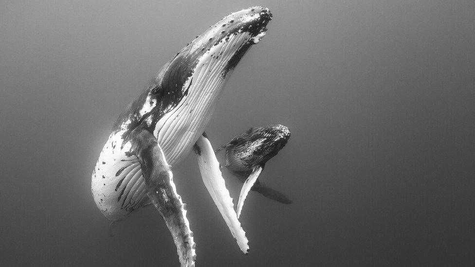 Southern humpback whale and her baby