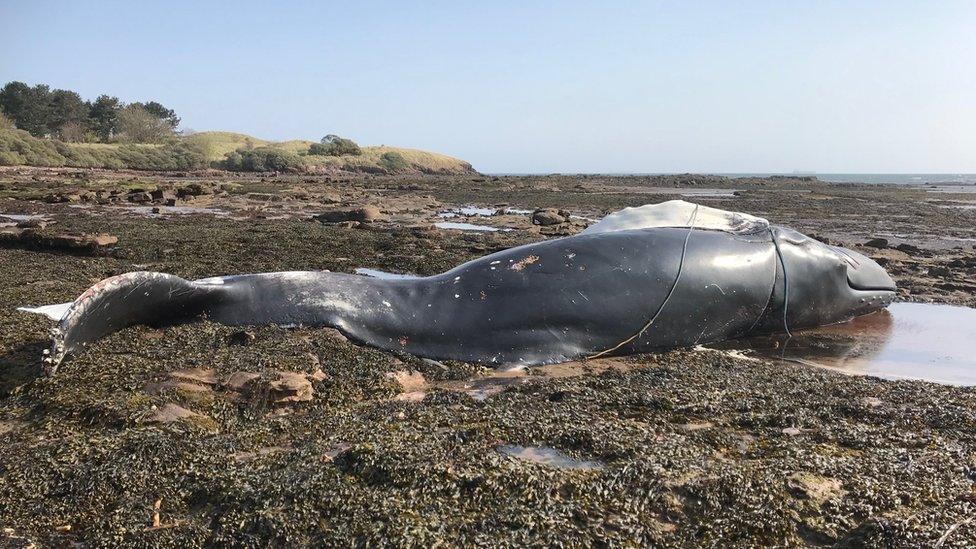 Humpback whale